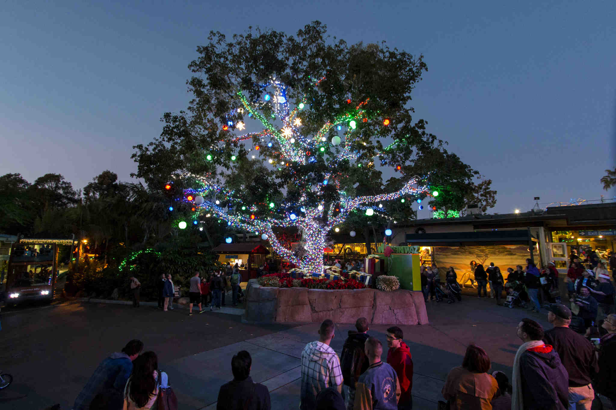 What is there to do in San Diego at Christmas?